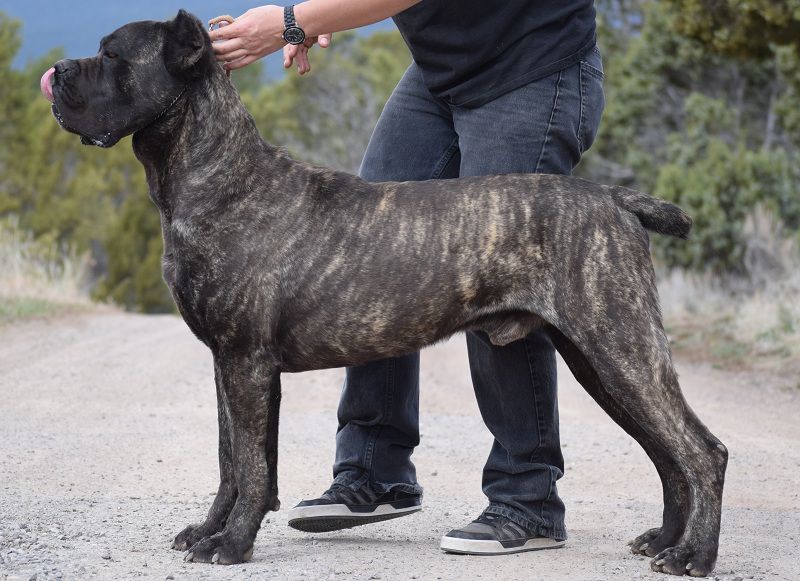 Chó Ngao Ý, Cane Corso, giá bao nhiêu? Mua bán chó Ngao Ý ở VN